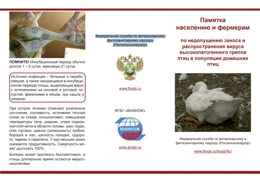 Памятка  населению и фермерам по недопущению заноса и  распространения вируса  высокопатогенного гриппа  птиц в популяции домашних  птиц