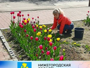 Работники администрации г.о. Сокольский занимаются благоустройством площади Ленина.