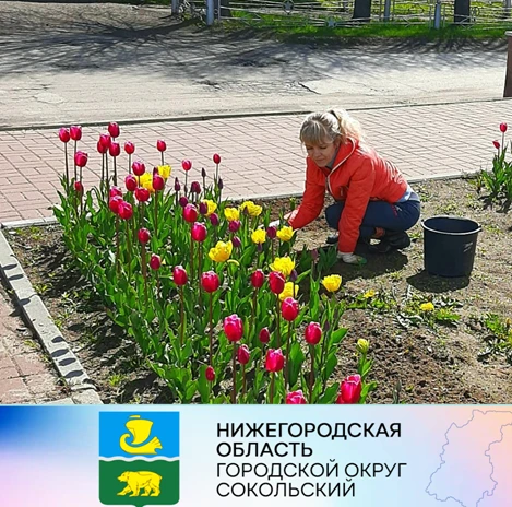 Работники администрации г.о. Сокольский занимаются благоустройством площади Ленина.