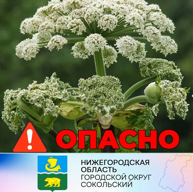 Уважаемые сокольчане!  Дополнительно сообщаем о контактных телефонах организаций, куда следует обращаться с заявкой на обработку территории от борщевика Сосновского:
