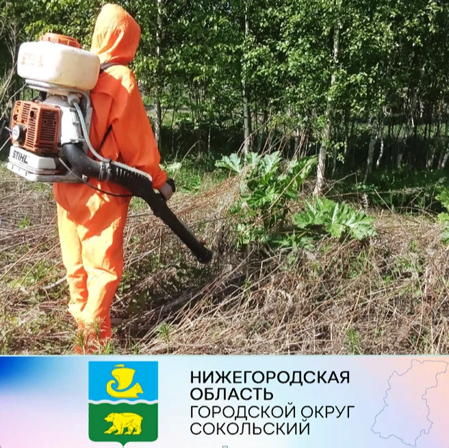 На территории г.о. Сокольский на выделенные из местного бюджета средства ведутся работы по борьбе с борщевиком Сосновского.