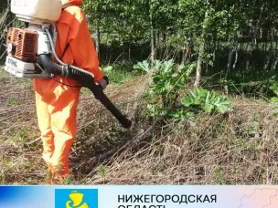 Уважаемые сокольчане!  Дополнительно сообщаем о контактных телефонах организаций, куда следует обращаться с заявкой на обработку  территории от борщевика Сосновского