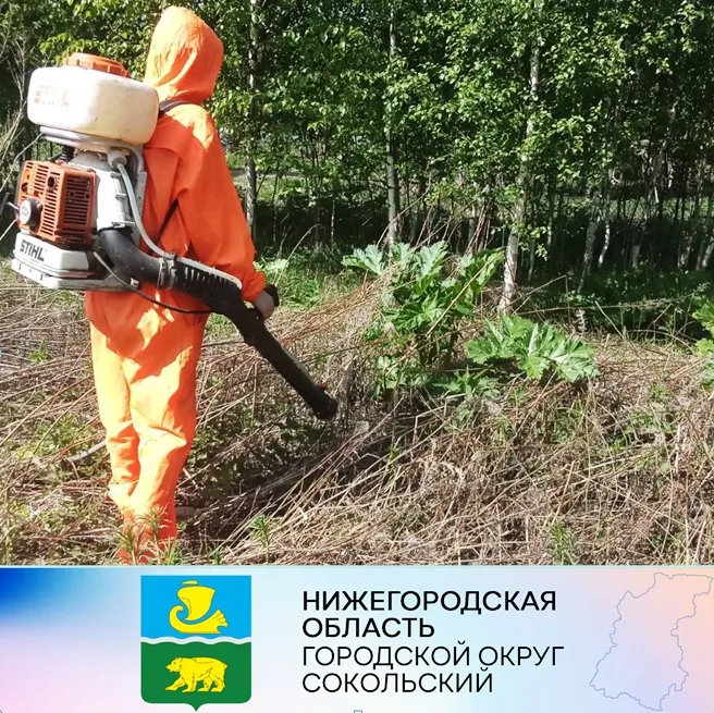 Уважаемые сокольчане!  Дополнительно сообщаем о контактных телефонах организаций, куда следует обращаться с заявкой на обработку  территории от борщевика Сосновского
