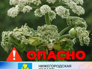 ОСТОРОЖНО! ВЕДЕТСЯ ОБРАБОТКА БОРЩЕВИКА!